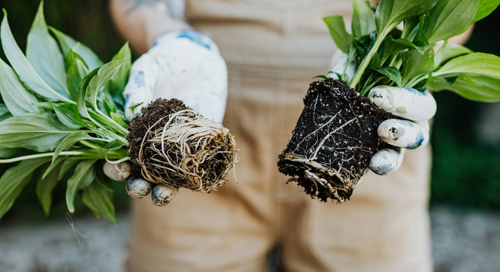 Transport plantes et fleurs fraîches